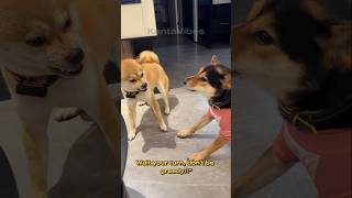 When Sharing Goes Wrong. Dog Drama Over a Carrot! #funnydogs #dogshorts #petdrama #viralshorts #dog