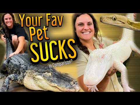 Do NOT Get This Pet! | American Alligator