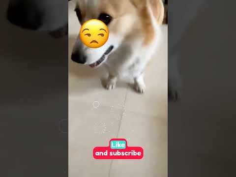 "Well, hello, dog! What's going on?" | CasualPetConversation | SubscribeForPetJoy | HelloDogGreeting