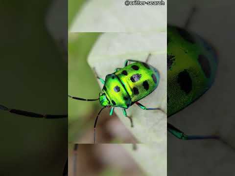 What are these amazing creatures?! #short |Animals |#insects