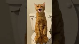 Privacy Please #funnycats