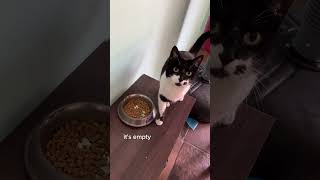 Cat problems. #cat  #catproblems #cats