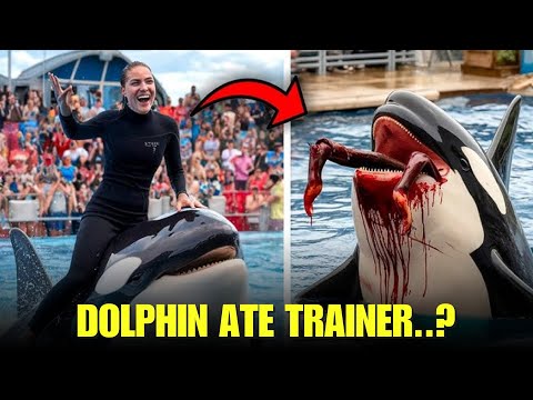 Jessica Dolphin Accident - Explained 