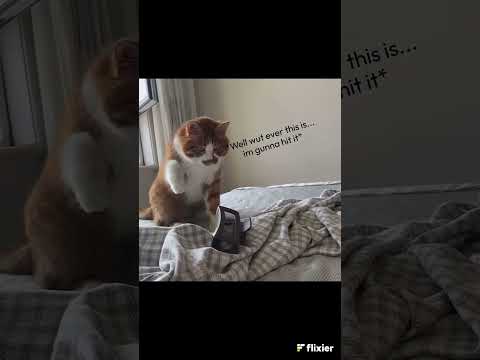 Funny Cat 🤣 #funny #funnycat #goofyahh #meme #shorts