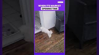 When it’s market opening time😜| Bazaarfx | #marketopening #stockmarket