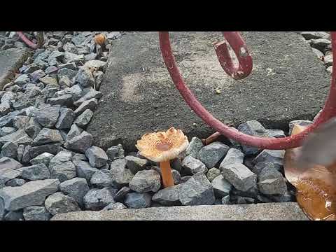 poisonous mushroom eating duck