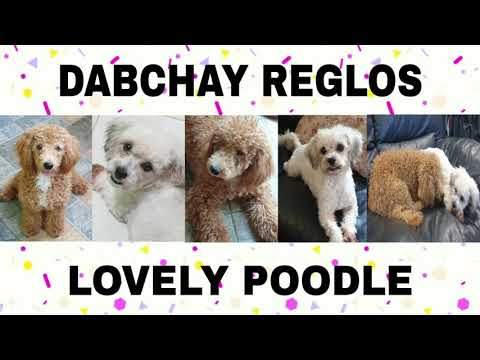 LOVELY POODLE #poodle #puppies #pet #toypoodle #doggies
