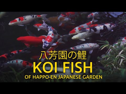 八芳園の鯉の日常 - The Everyday Life of Koi Fish at Happo-en Japanese Garden, Tokyo - Sony a7 III