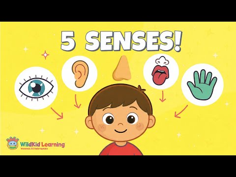 Human Senses Explained Fast