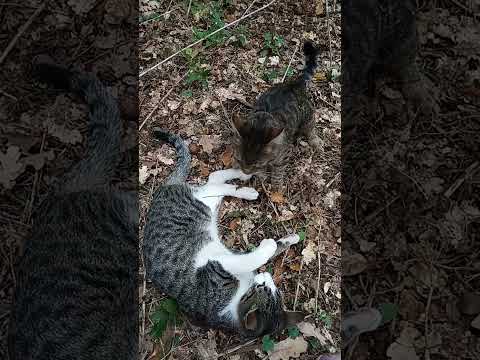Tiger bully - faster than lightning