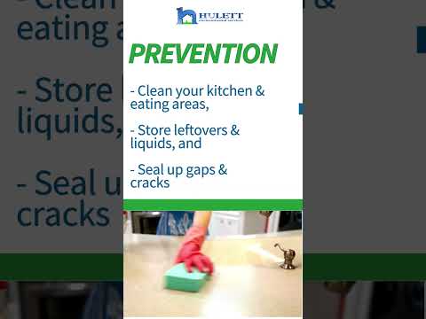 Ghost Ant Prevention  #pestsolutions #pestcontrol #homepestcontrol