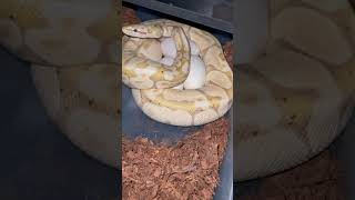 We just got eggs!!!! #snakes #education #myphilosophywithsocratis #ballpython #8yearoldkid