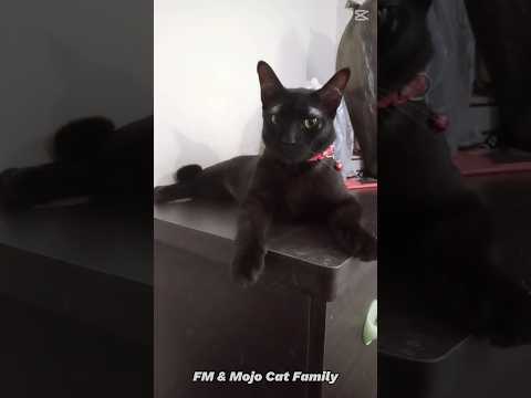 Presenting Your Royal Highness - Charcoal 🖤🖤👑👑 #shorts #ytshorts #cat