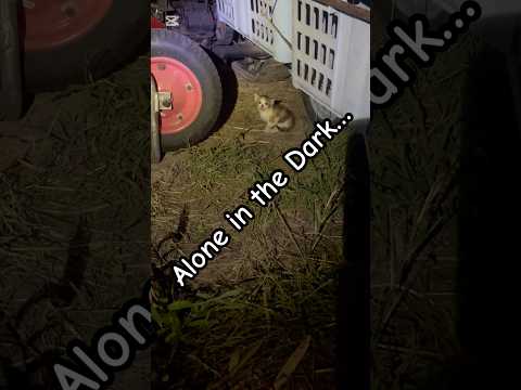 Lost Kitten Found in Warehouse at Night – So Tiny and Scared!