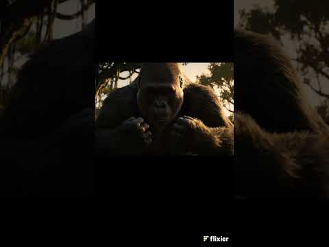 Gorilla Feels The Jungle Shift… 🦍⚠️ #Gorilla #Wildlife #ViralApes