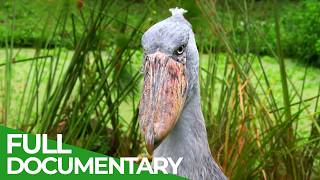 The Deadly Kingdom of African Rivers | Wild Kingdoms | Free Documentary Nature