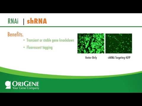HuSH 29mer -  Highly Potent shRNA