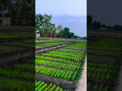 Rice nursery in IARI / Indian Agriculture /Best division of Genetics and plant Breeding in India