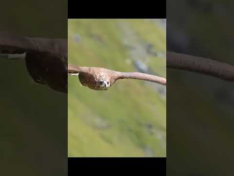 danger #animals #dangerous #ytshort,#trendingshorts #instagram