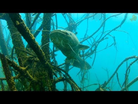 [Remastered] Murner See: Unterwasser Landschaft und Leben 2012