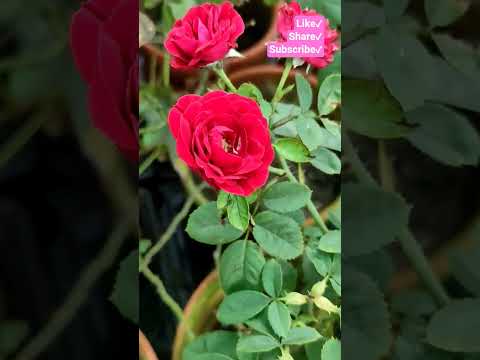 Roses #roses #redrose #chadbagan #romantic #romanticstatus #trending #trendingshorts #youtubevideo