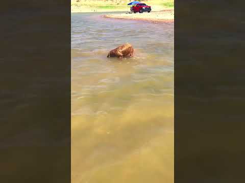 Dog FREAKS OUT in Lake-AZ       #arizona #lake #dog #explore