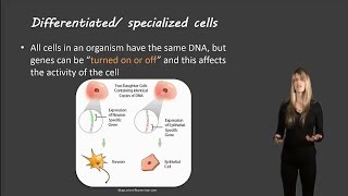 Cell differentiation