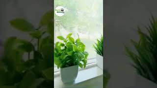 Indoor Plants For Room Decoration | Indoor Plants Review | SoiL Books. #indoorgarden #indoorgardens