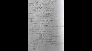 Excretory system notes #scinoteshub #notes #sciencenote #science #LearnWithMe #SmartTips #EasyNotes