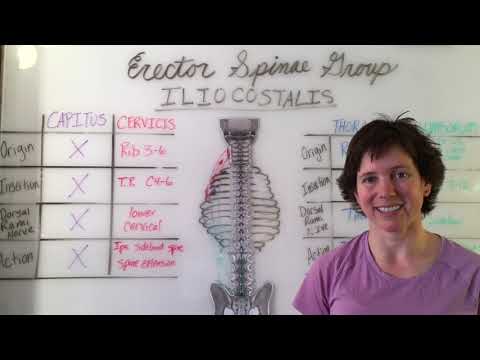 Erector Spinae Muscle Group Anatomy