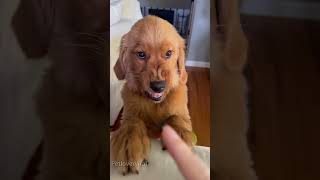 Sassy golden retriever puppy#dog#dogvideo #funnydog#fyp