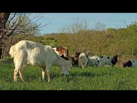 Goats Playing Together