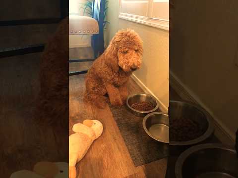 Guilty Dog Video! #dog #viral #dogshorts #shorts #goldenretriever