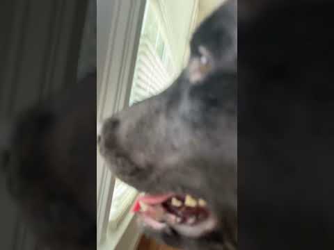 What is he looking at