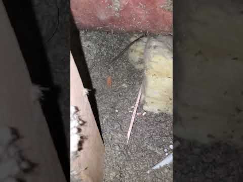 don't let rats turn your attic into a village #pestcontrol #lasvegas #rats