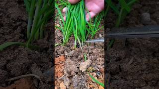 #short #agriculture #agritools#farming2024  #youtubeshorts #satisfying #EliteShortsUnleashed #2113