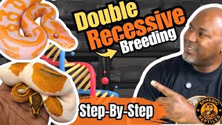 How to Start a Double Recessive Ball Python Project — Beginner Breeder Roadmap & Real Costs