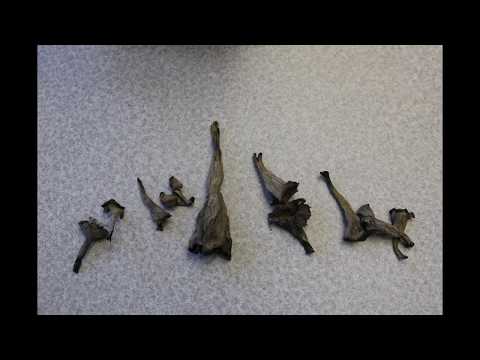 Dr. Diener Collecting Mushrooms and Sewing