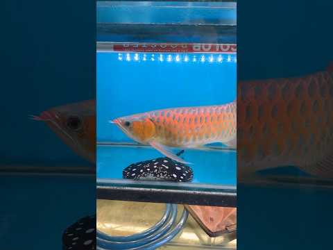 🔥🔥 2 Lakhs Worth Red Arowana Fish | very expensive Fish Aquarium 🔥 #shortfeed #aquarium #explore