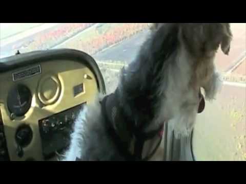 Resident Evil Afterdog Trailer