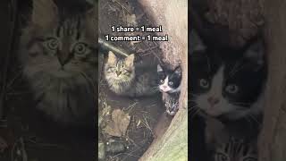 Please share and comment #fypシ #views #catsofyoutube