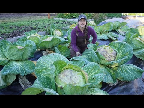 Planting Garlic & Harvesting Massive Cabbages | Fall Gardening in Alaska