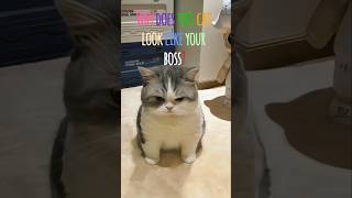 This Grumpy Cat Acts Like Your Boss #catshorts #grumpycat #cat