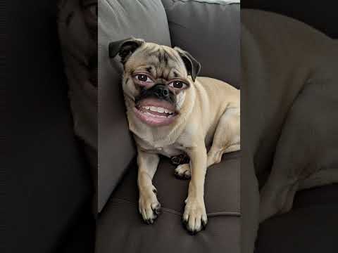 #comedy #funny #fun #varsha1985 #entertainment