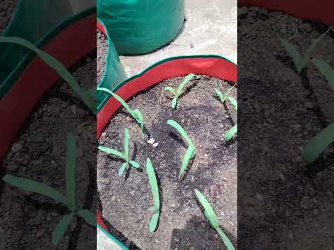 Secret Grow bag Size To Grow All Vegitable#shorts