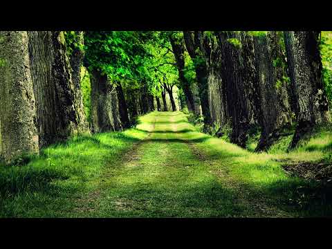 春风是你亲启的信，樱花是春风的知音 - Melody Fall