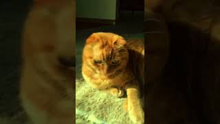 Cat content for all you cat lovers #cat #catcontent #cute #viral