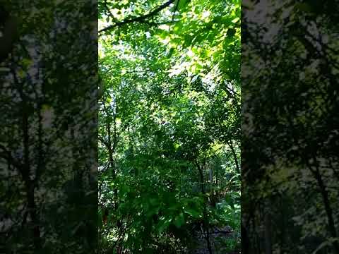 road less traveled '1a'