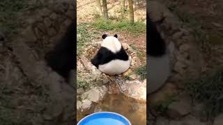 🐼 My bad day - Pandagram