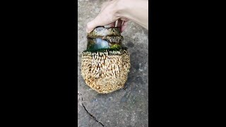 Enterprise Account Assistant Craftsman Follows Douyin Trends Supporting Original Content